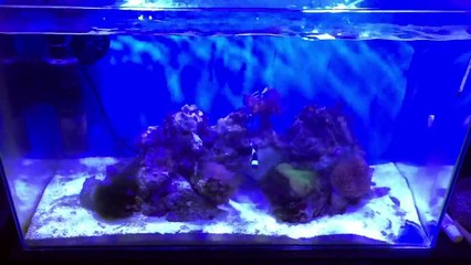 【海水魚】タイマーをつけてコケを劇的に減らす！（激安タイマー）アクアリウム