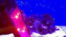 【海水魚】水槽のカメラ撮影に必須なアイテムを紹介！（LEDライト）アクアリウム