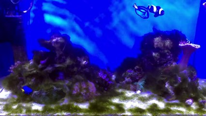【海水魚】オキシドールはコケ対策にも病気にも効く！ （アクアリウム）