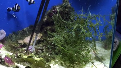 【海水魚】海ぶどうで水質を良くしてみた！（アクアリウム）