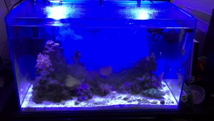 【海水魚】これで水換えは楽チン！