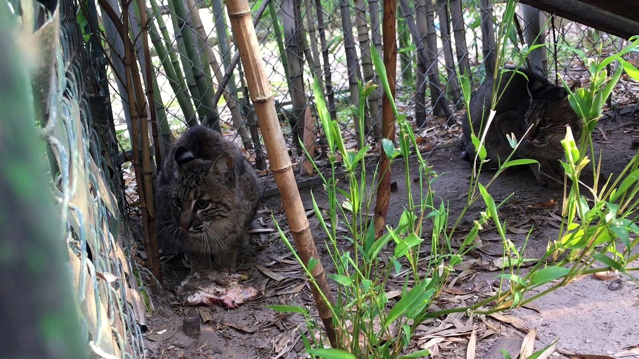 Two Bobcats Get Reunited