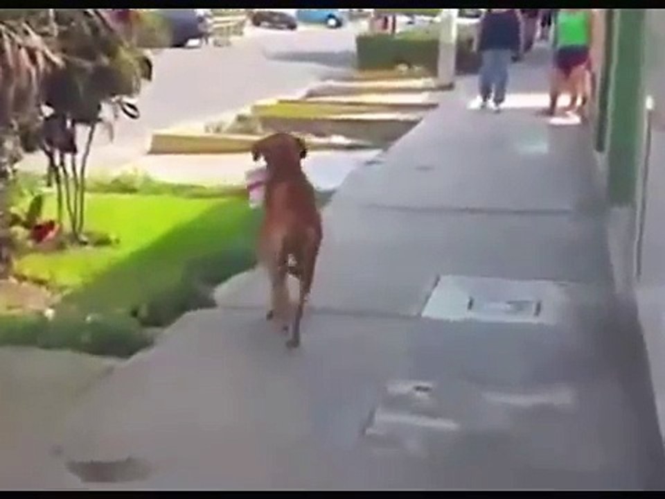 Un chien assoiffé transporte un seau, et réclame de l'eau, après que le Pérou ait été frappé par la sécheresse.