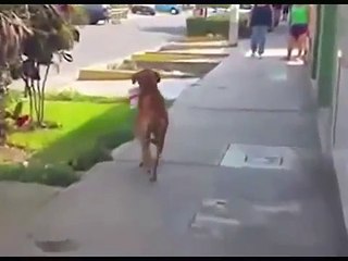 Un chien assoiffé transporte un seau, et réclame de l'eau, après que le Pérou ait été frappé par la sécheresse.