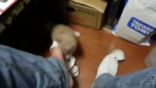 都内一人暮らし男が子猫を拾った(番外) くつした泥棒編