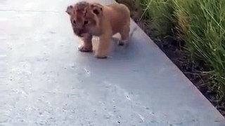 Ce petit lionceau sort des broussailles et tente de rugir, mais ce qui se produit alors est vraiment trop adorable.