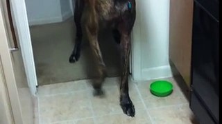 Découvrez la réaction hilarante de ce chien lorsqu'il tente de passer près du chat... je suis tout simplement mort de ri