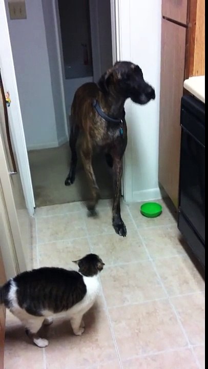 Découvrez la réaction hilarante de ce chien lorsqu'il tente de passer près du chat... je suis tout simplement mort de ri