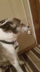 Un chien coupable qui n'ose pas admettre son crime