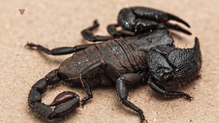 Woman Finds Scorpion in Her Salad Mix