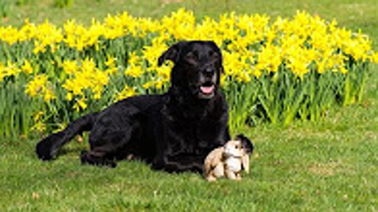 Ostershooting mit den Hunden im Kaiserpark