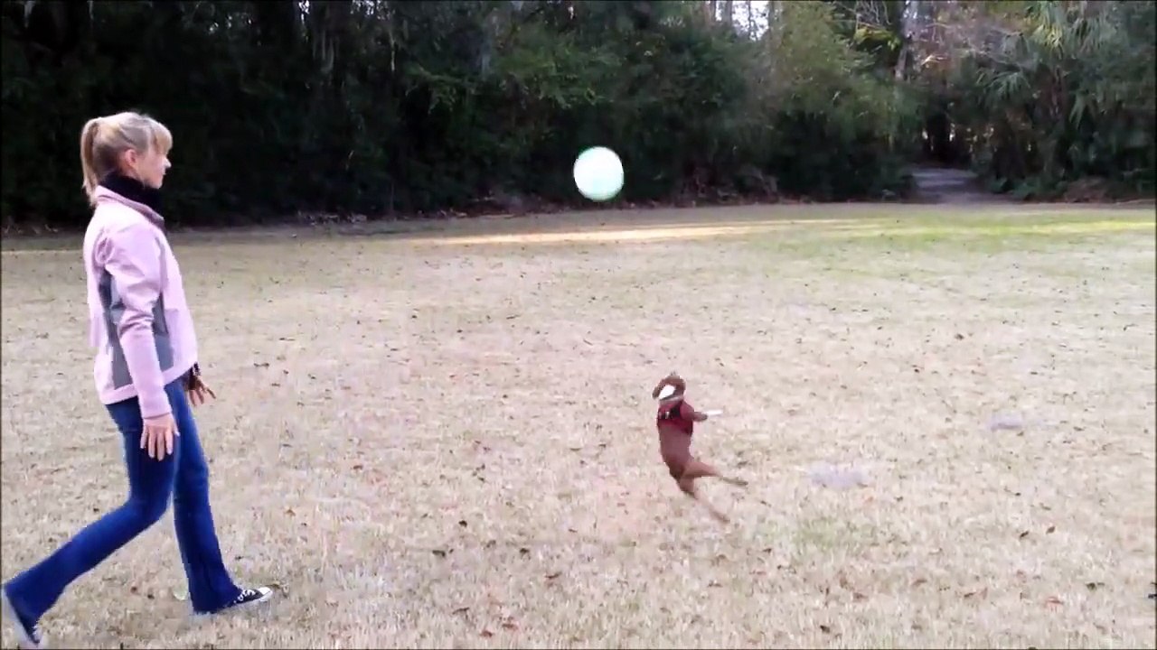 Ce chien pourrait faire footballeur pro