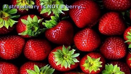 10 Weird Facts That Are True