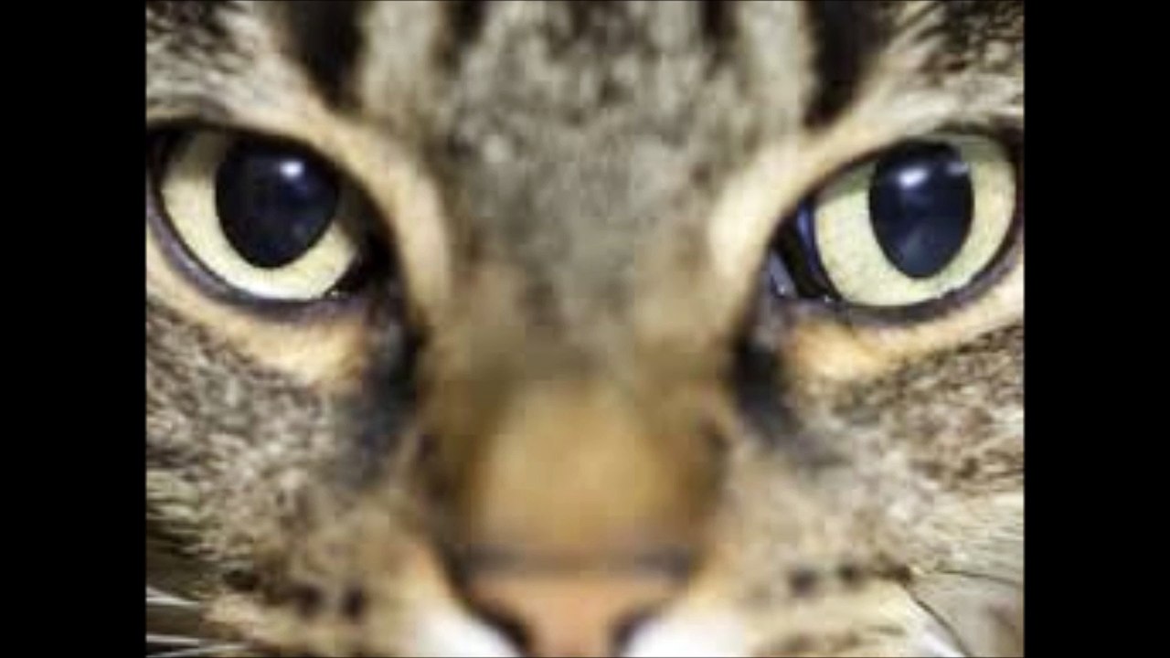 Buchtrailer nr. 2. Peter, der kleine Katzenkommissar