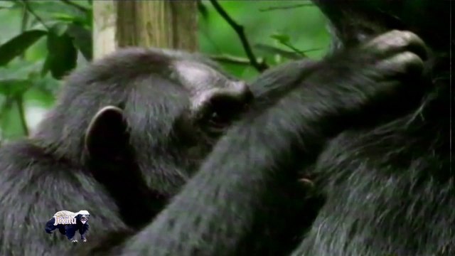 batalhas de animais selvagens, mundo animal, confrontos animais, animais selvagens atacando