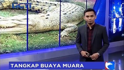 Video herunterladen: Warga Aceh Singkil Tangkap Buaya Berukuran 5 Meter