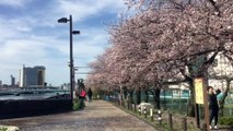 隅田川沿いの桜も散りはじめたよ