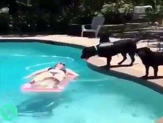 Videos Engraçados Para Você Se Acabar Na Risada - Tente Não Rir