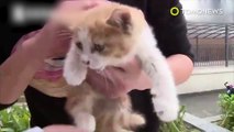 Kitten rescue: Unlucky kitten rescued after trapped behind glass wall for three days