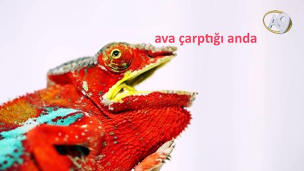 Bukalemun dili jet uçağından 5 kat hızlı