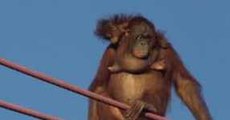 National Zoo's Baby Orangutan Goes for Ride on High Wire