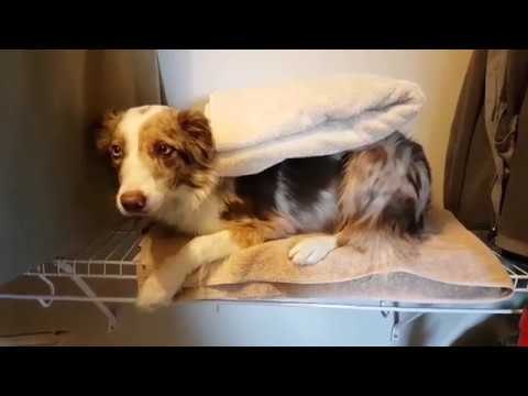Border Collie Does Her Own Laundry