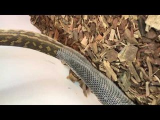 Scrub Python Slowly Sheds Its Skin for the Camera