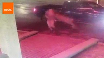 Man Gets Tackled by Random Deer