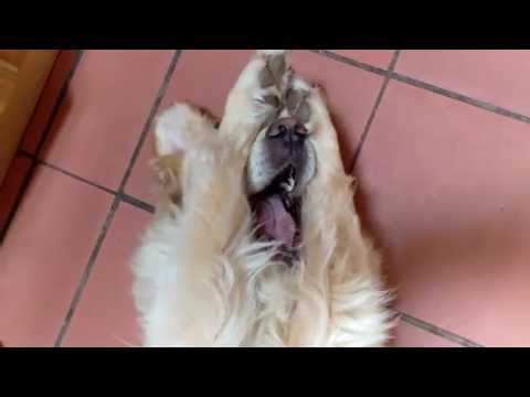 Cute Golden Retriever Is Adorably Camera Shy