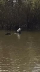 Growling Alligator Rumbles a Mating Call in Arkansas Lake