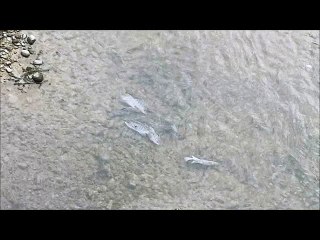 Fish are Trapped In A Taiwan Shallow Lake