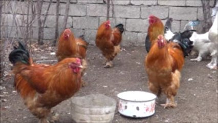 Ağrı'dan Irak'a, Hindistan Tavuk ve Horozlarını İhraç Edecek