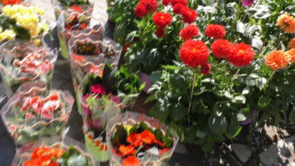 Έκθεση ανθοκομίας από τον πολιτιστικό σύλλογο Ελάτειας