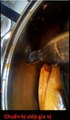 Đi kiếm mồi nhậu, bắt được cá trê khủng 10kg -Grilled catfish served with chili peppers
