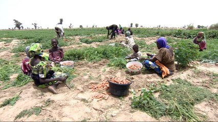 Boko Haram violence hits Nigeria's farmers