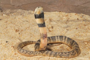 Top 10 Most Dangerous Cobra Snakes In The World