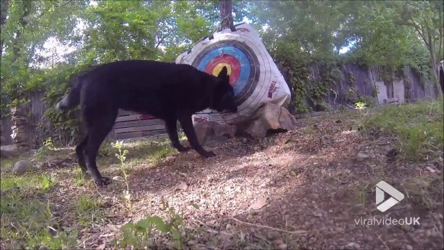 Cet archer a dressé son chien pour qu'il aille chercher les fleches