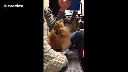 Dog tries to imitate its owner's opera singing