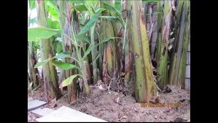 Chuối hột chữa sỏi thận hiệu quả