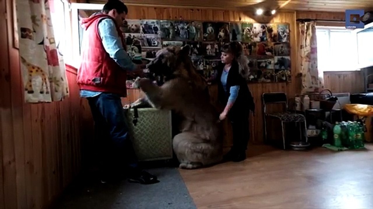 Adottarono un orso quando era ancora cucciolo, eccoli insieme 23 anni dopo!