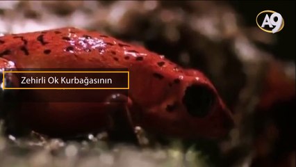 Minik kurbağanın şaşırtan gücü