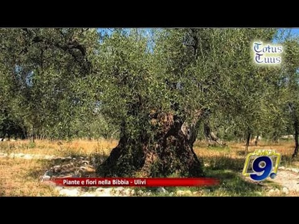 Totus Tuus | Piante e fiori nella Bibbia - "Ulivi"