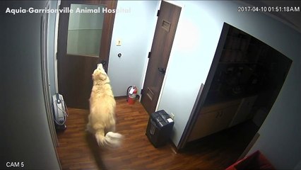 Ce chien ouvre 3 portes et s'échappe !