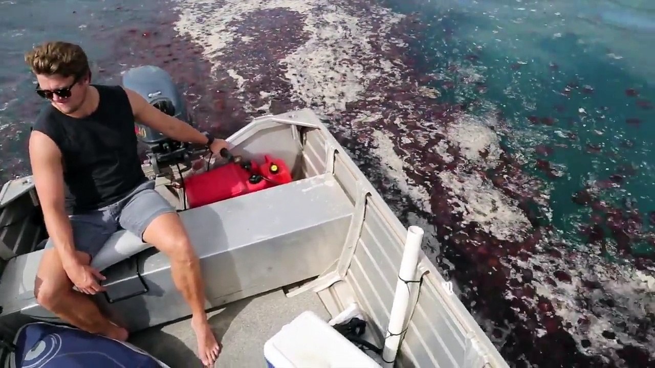 Milliers de méduses... ne saute pas dans l'eau !!