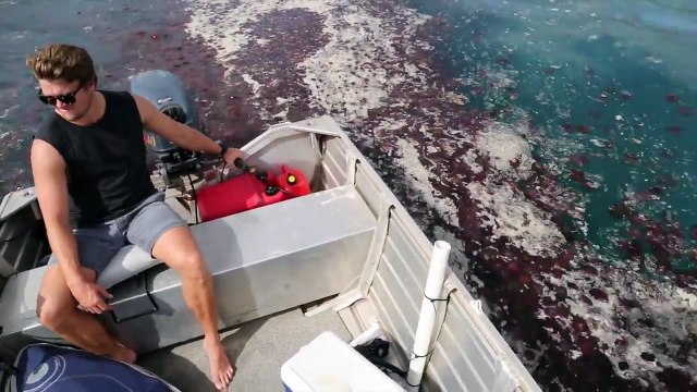 Milliers de méduses... ne saute pas dans l'eau !!