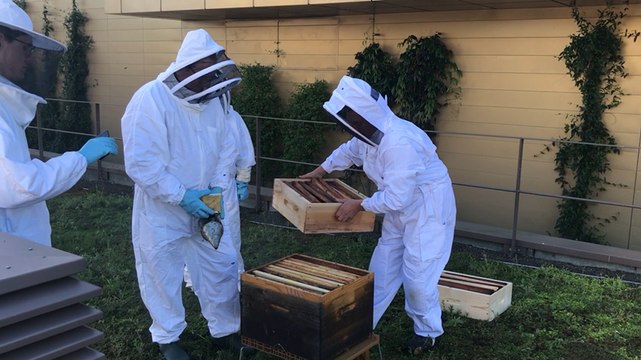 Des ruches posées sur les toits des Rives de l'Orne
