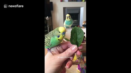 Budgies eating spinach is surprisingly cute