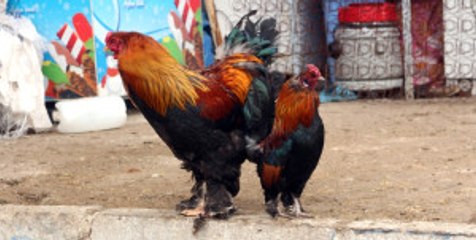 Ağrı'dan Horoz ve Tavuk Ihracatı