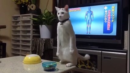 Bir tuhaf hallerde olan kedi