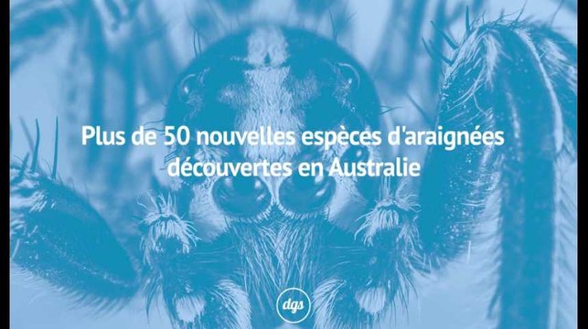 Plus de 50 nouvelles espèces d'araignées découvertes en Australie